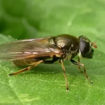 Cheilosia (Cheilosia) chlorus Meigen, 1822:284