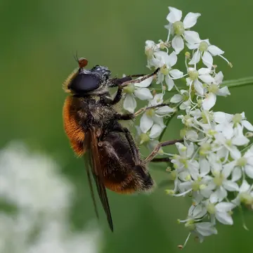 Cheilosia (Montanocheila) chrysocoma (Meigen, 1822):280