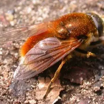 Cheilosia (Montanocheila) chrysocoma (Meigen, 1822):280
