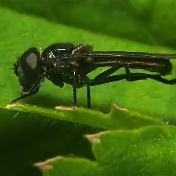 Syrphocheilosia claviventris (Strobl, 1910):104