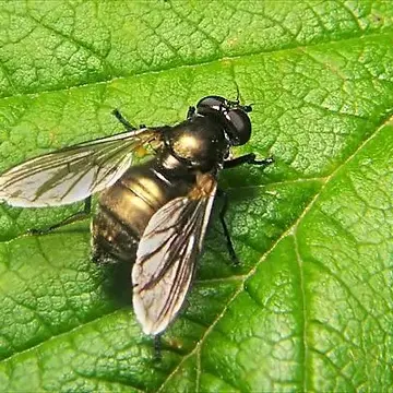 Cheilosia (Taeniochilosia) derasa Loew, 1857:612
