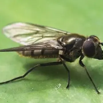 Cheilosia (Pollinocheila) fasciata Schiner & Egger, 1853:97
