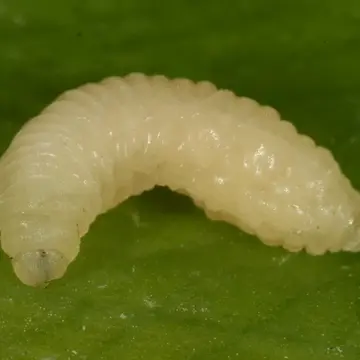 Cheilosia (Pollinocheila) fasciata Schiner & Egger, 1853:97