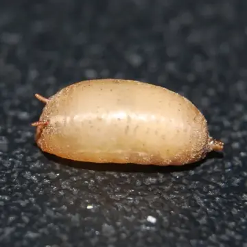 Cheilosia (Pollinocheila) fasciata Schiner & Egger, 1853:97