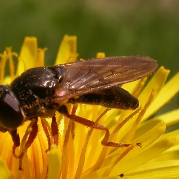 Cheilosia (Cheilosia) flavipes (Panzer, 1798):10