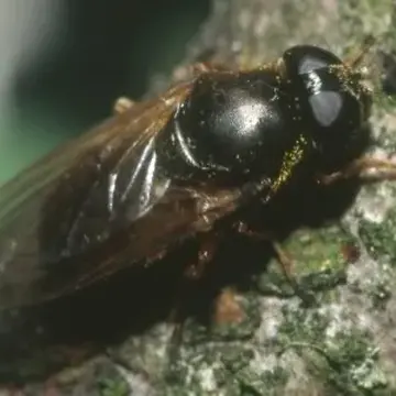 Cheilosia (Cheilosia) fraterna (Meigen, 1830):352