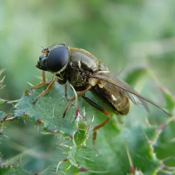 Cheilosia (Cheilosia) fraterna (Meigen, 1830):352