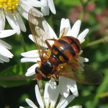 Asiodidea nikkoensis (Matsumura, 1916):233