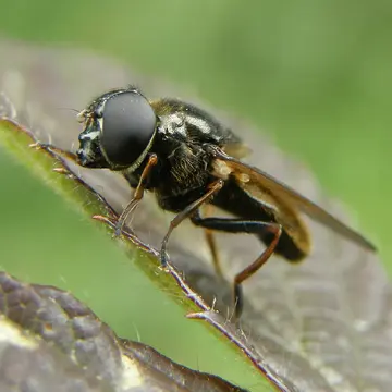 Cheilosia (Cheilosia) fraterna (Meigen, 1830):352