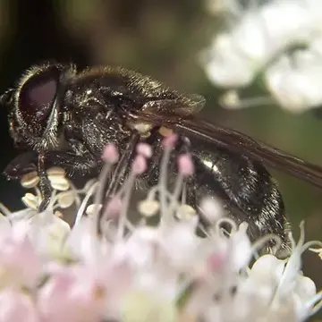 Cheilosia (Cheilosia) gigantea (Zetterstedt, 1838):612
