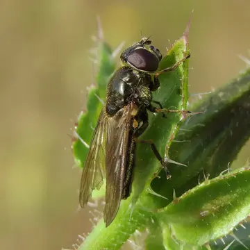Cheilosia (Cheilosia) griseiventris Loew, 1857:589