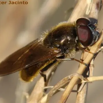 Cheilosia (Cheilosia) griseiventris Loew, 1857:589