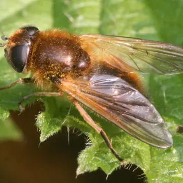 Cheilosia corydon (Harris, 1780):106