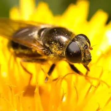 Cheilosia himantopus (Panzer, 1798):9