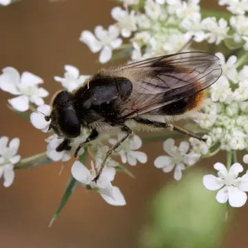 Cheilosia (Floccocheila) illustrata (Harris, 1780):104