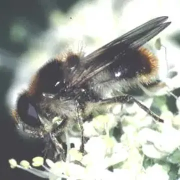 Cheilosia (Floccocheila) illustrata (Harris, 1780):104