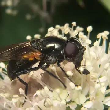 Cheilosia (Cheilosia) impressa Loew in Schiner, 1840:33