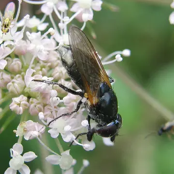 Cheilosia (Cheilosia) impressa Loew in Schiner, 1840:33