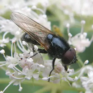 Cheilosia (Cheilosia) impressa Loew in Schiner, 1840:33