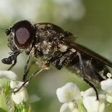 Cheilosia (Cheilosia) lasiopa (Kowarz, 1885):206