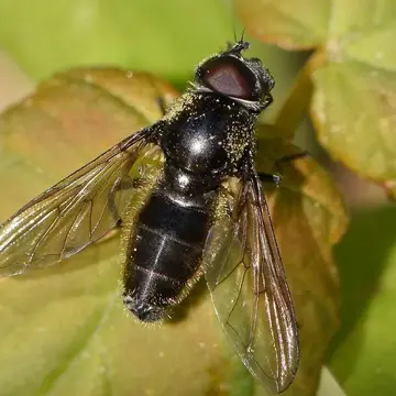 Cheilosia (Cheilosia) lasiopa (Kowarz, 1885):206