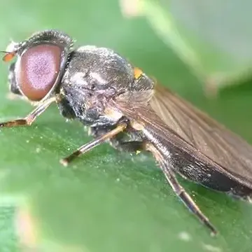Cheilosia (Cheilosia) latifrons (Zetterstedt, 1843):811