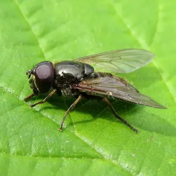 Cheilosia (Cheilosia) latifrons (Zetterstedt, 1843):811