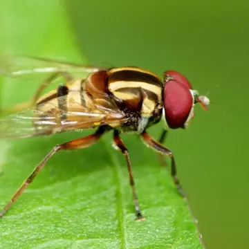 Austalis conjucta (Ferguson, 1926):155