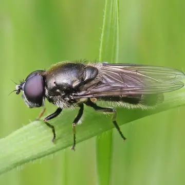 Cheilosia (Cheilosia) latifrons (Zetterstedt, 1843):811