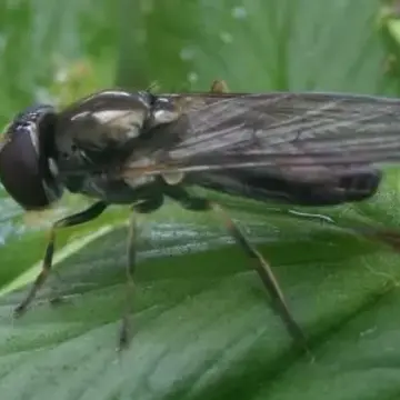 Cheilosia (Eucartosyrphus) longula (Zetterstedt, 1838):613