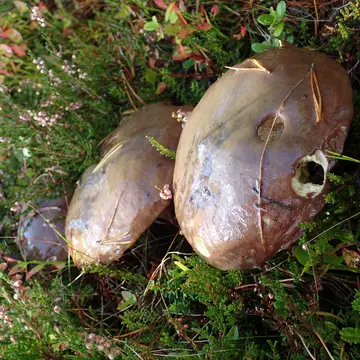 Cheilosia (Eucartosyrphus) longula (Zetterstedt, 1838):613