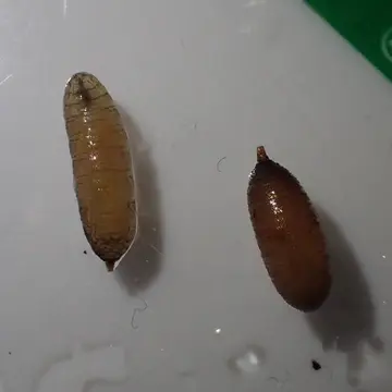 Cheilosia (Eucartosyrphus) longula (Zetterstedt, 1838):613