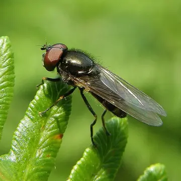 Cheilosia (Eucartosyrphus) longula (Zetterstedt, 1838):613