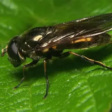 Cheilosia (Cheilosia) melanura Becker, 1889:176