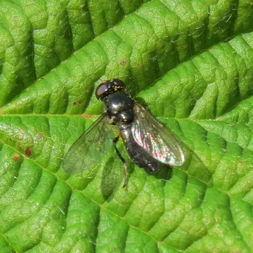 Cheilosia (Cheilosia) mutabilis (Fallén, 1817):54