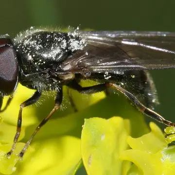 Cheilosia (Cheilosia) mutabilis (Fallén, 1817):54