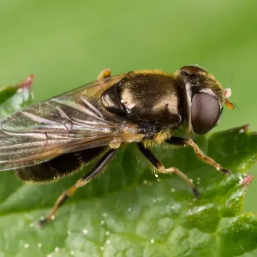 Cheilosia (Cheilosia) nebulosa Verrall, 1871:201