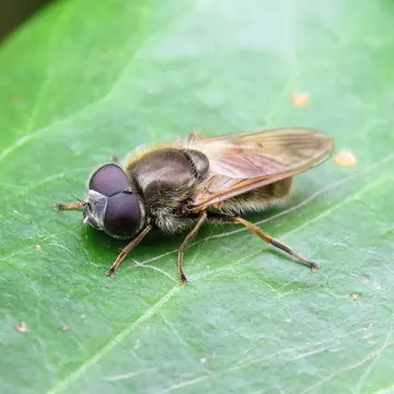 Cheilosia (Cheilosia) nebulosa Verrall, 1871:201