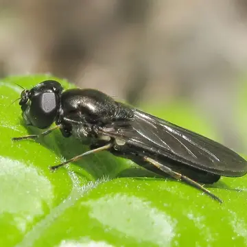 Cheilosia nuda Hull & Fluke, 1950:330