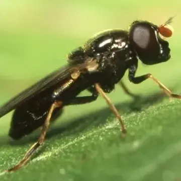 Cheilosia (Cheilosia) pagana (Meigen, 1822):292