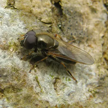 Cheilosia (Cheilosia) pagana (Meigen, 1822):292
