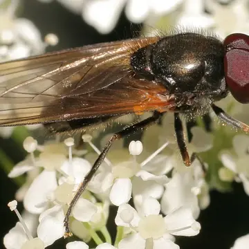 Cheilosia (Eucartosyrphus) pallipes Loew, 1863:311