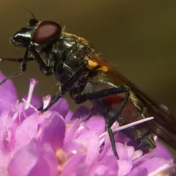 Cheilosia (Taeniochilosia) personata Loew, 1857:613