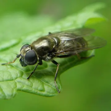 Cheilosia (Cheilosia) proxima (Zetterstedt, 1843):792