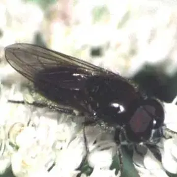 Cheilosia (Cheilosia) proxima (Zetterstedt, 1843):792