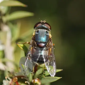 Austalis copiosa (Walker, 1852):249