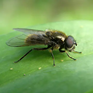 Cheilosia (Cheilosia) proxima (Zetterstedt, 1843):792