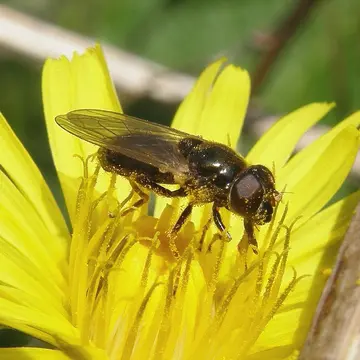 Cheilosia (Cheilosia) psilophthalma Becker, 1894:495