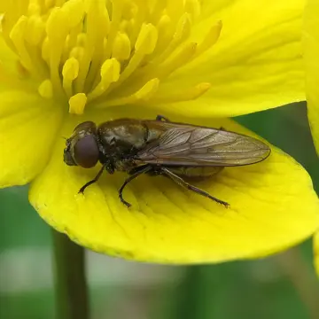 Cheilosia (Taeniochilosia) pubera (Zetterstedt, 1838):613