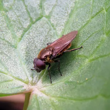 Cheilosia (Taeniochilosia) pubera (Zetterstedt, 1838):613